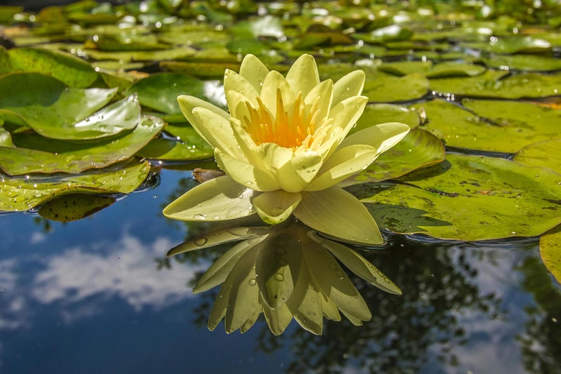 Loseedsoo 15pcs Mixed Lotus Seeds – Colorful Bowl Lotus & Water Lily Flower Seeds for Planting | Aquatic Plants for Ponds, Indoor Bonsai, Outdoor Water Gardens, Patio Decor - Image 5