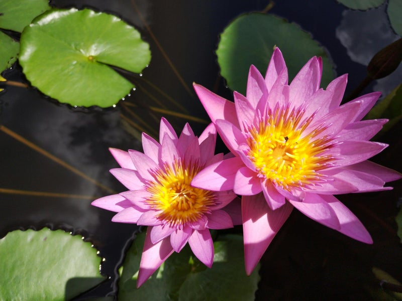 Loseedsoo 15pcs Mixed Lotus Seeds – Colorful Bowl Lotus & Water Lily Flower Seeds for Planting | Aquatic Plants for Ponds, Indoor Bonsai, Outdoor Water Gardens, Patio Decor - Image 3