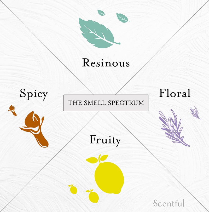 scentful مجموعة تدريب الشم SCENTFUL لفقدان حاسة الشم، علاج إعادة تدريب الشم، استعادة حاسة الشم والتذوق، مصنوعة في الولايات المتحدة مع زيوت أساسية عضوية - Image 4