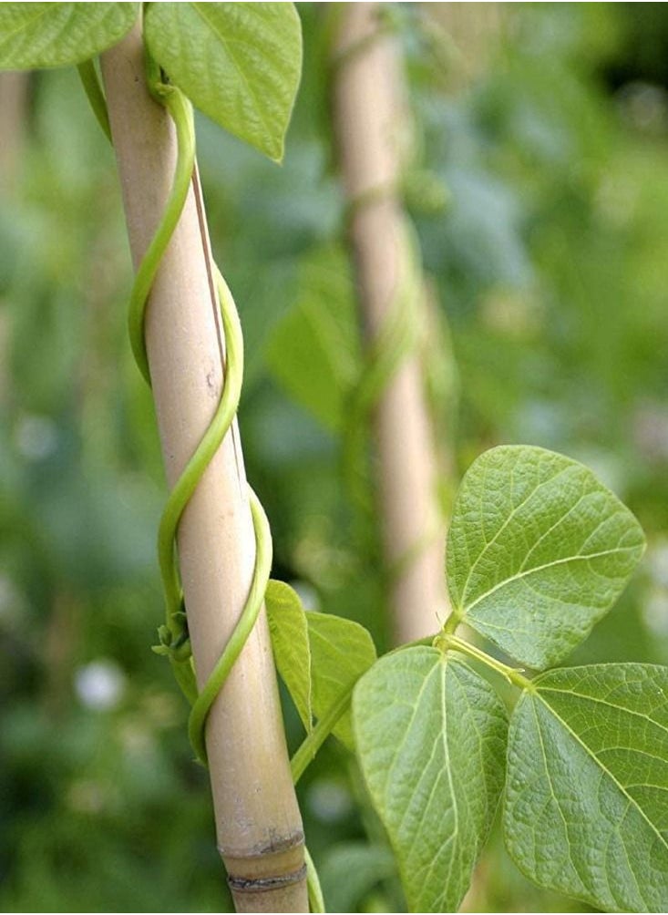 LINGWEI - 8 pcs Plant Stakes Natural Garden Bamboo Sticks for Indoor and Outdoor Plants - Image 1