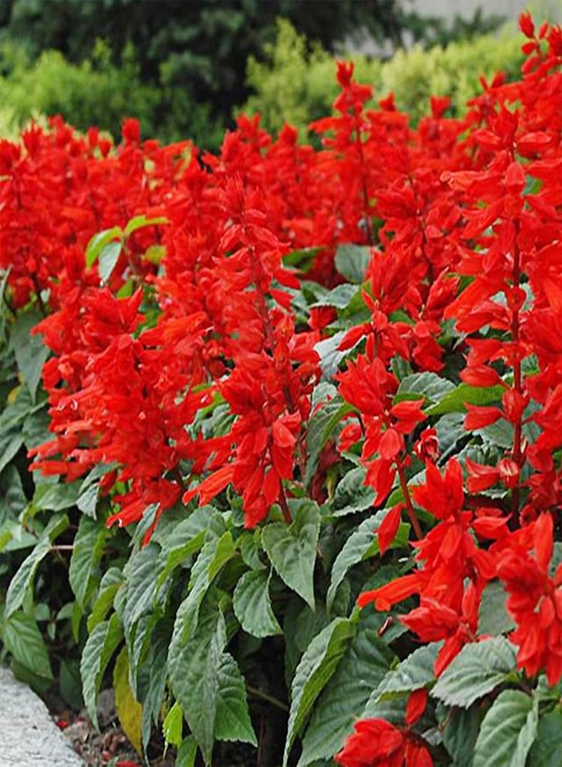 GGOOT Scarlet Sage Seeds,50Pcs/Bag Scarlet Sage Seeds Sunshine Prefer Plant in Spring Strong Vitality Ornamental Red Flower Seeds for Home Bunch of Red Seeds - Image 1