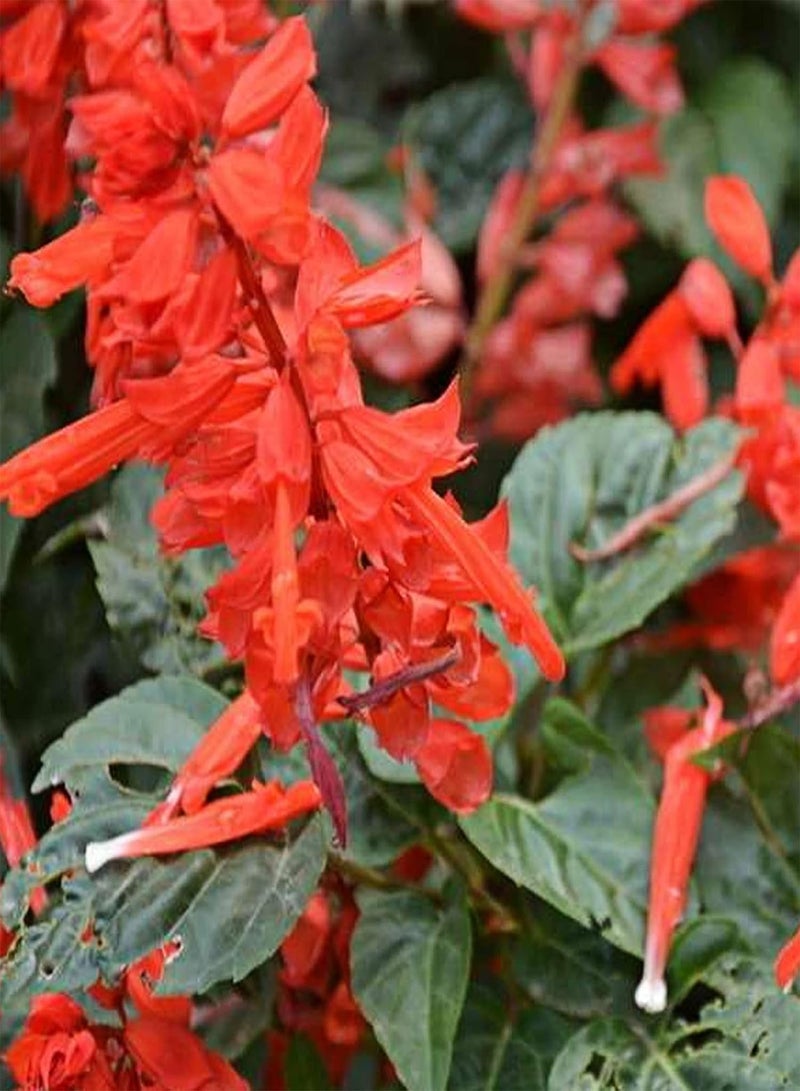 GGOOT Scarlet Sage Seeds,50Pcs/Bag Scarlet Sage Seeds Sunshine Prefer Plant in Spring Strong Vitality Ornamental Red Flower Seeds for Home Bunch of Red Seeds - Image 5