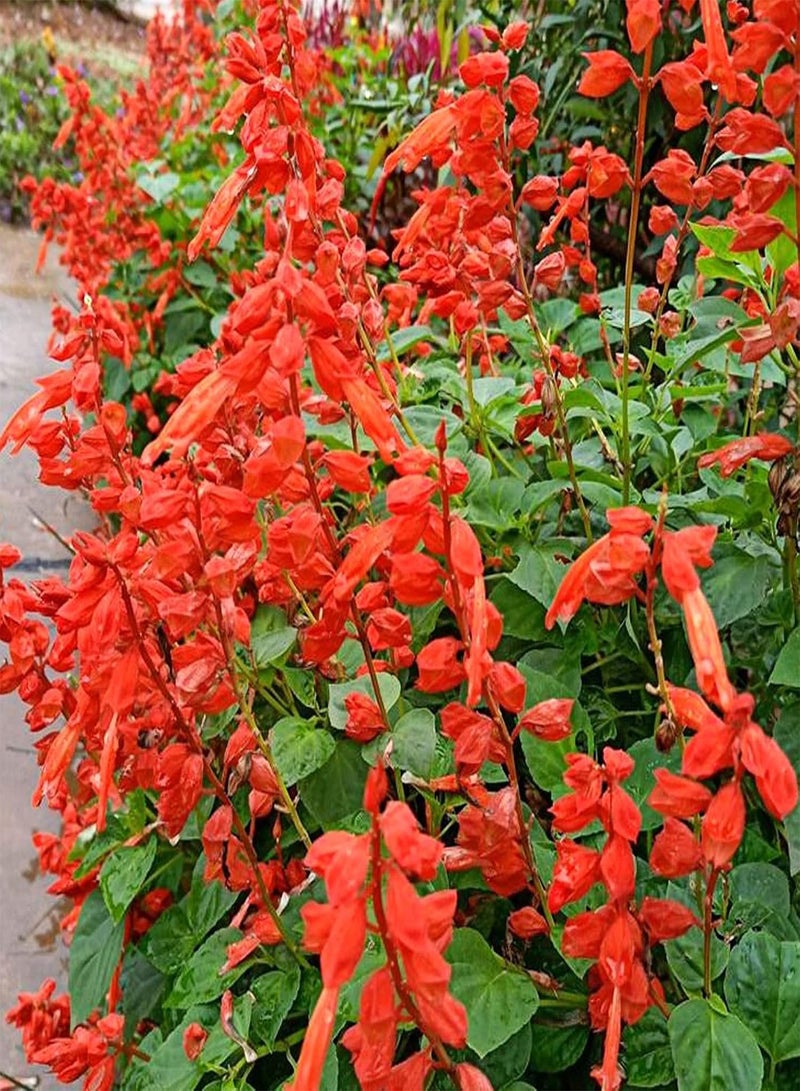 GGOOT Scarlet Sage Seeds,50Pcs/Bag Scarlet Sage Seeds Sunshine Prefer Plant in Spring Strong Vitality Ornamental Red Flower Seeds for Home Bunch of Red Seeds - Image 4