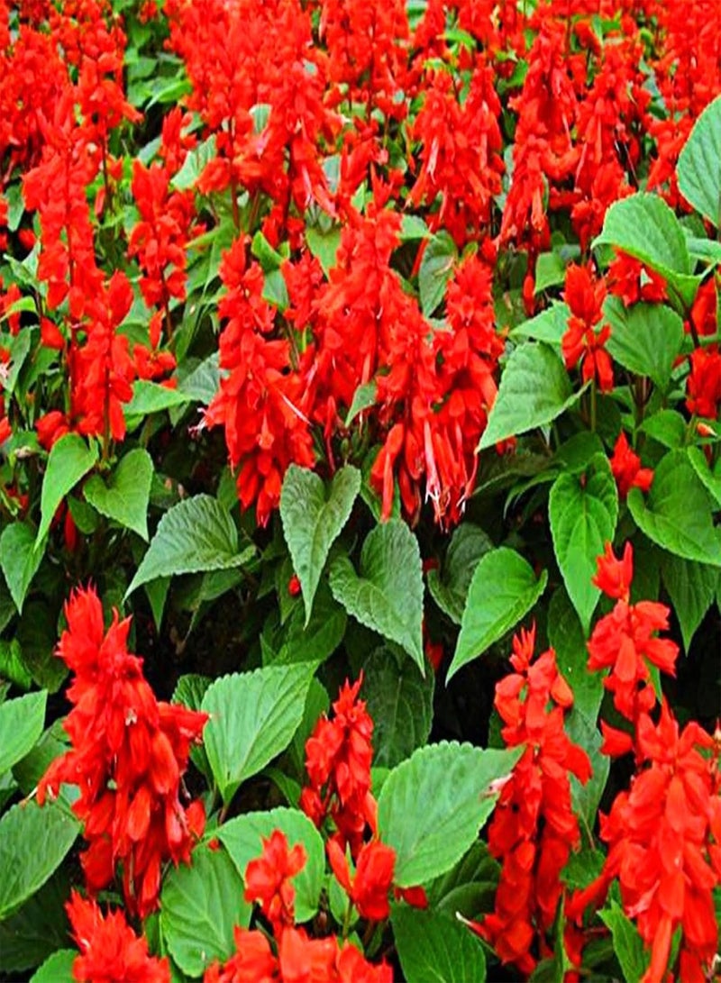 GGOOT Scarlet Sage Seeds,50Pcs/Bag Scarlet Sage Seeds Sunshine Prefer Plant in Spring Strong Vitality Ornamental Red Flower Seeds for Home Bunch of Red Seeds - Image 3