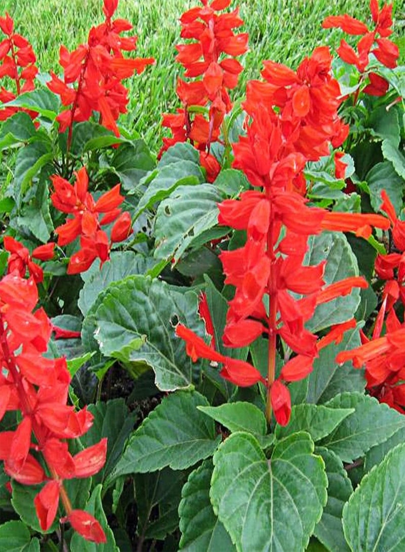 GGOOT Scarlet Sage Seeds,50Pcs/Bag Scarlet Sage Seeds Sunshine Prefer Plant in Spring Strong Vitality Ornamental Red Flower Seeds for Home Bunch of Red Seeds - Image 2