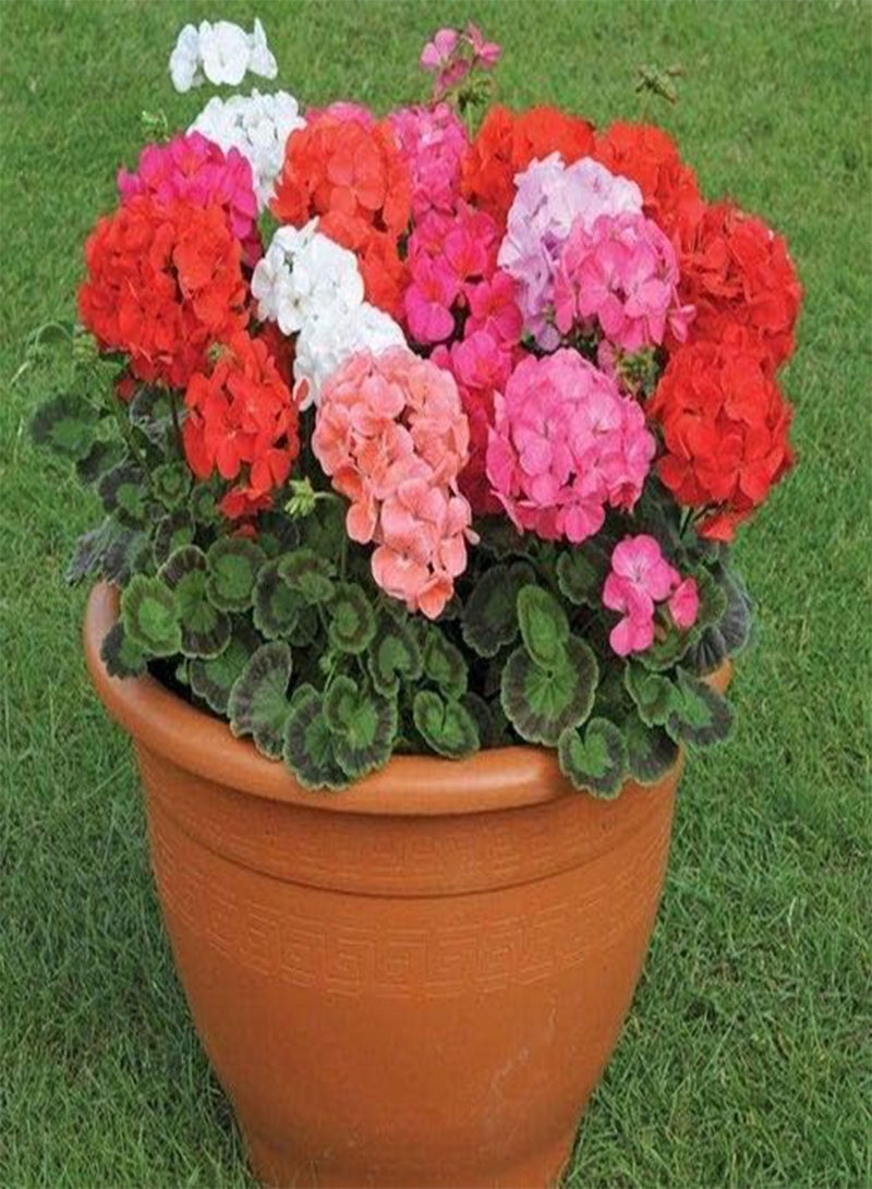 GGOOT seeds Fresh 10 pcs Geranium Flower seeds for Planting Mixed Colour
