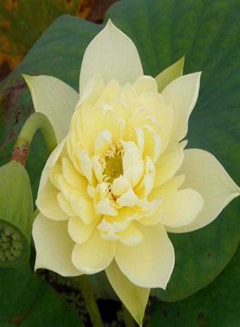GGOOT 20Pcs Lotus Seeds Easy to Plant Flowering Plants Viable Indoor Outdoor Sowing Bonsai Seeds Easy Gardening \u2013 for Your Beautiful Summer Garden - Yellow  - Image 1
