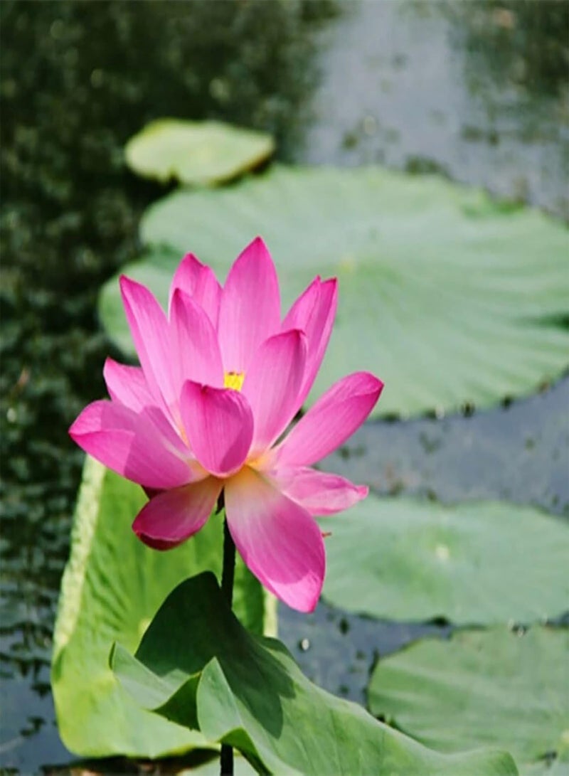 GGOOT 20Pcs Lotus Seeds Easy to Plant Flowering Plants Viable Indoor Outdoor Sowing Bonsai Seeds Easy Gardening \u2013 for Your Beautiful Summer Garden - Yellow  - Image 5