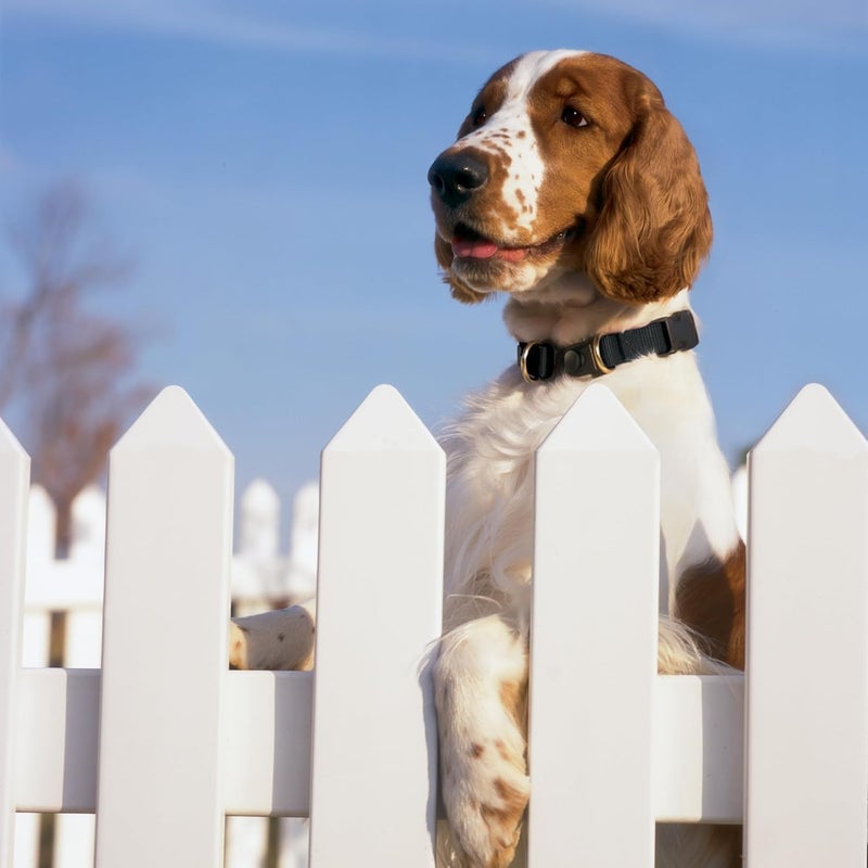 PetSafe KeepSafe Break-Away Collar for Dogs and Puppies - Adjustable Safety Collar in Red - Image 3