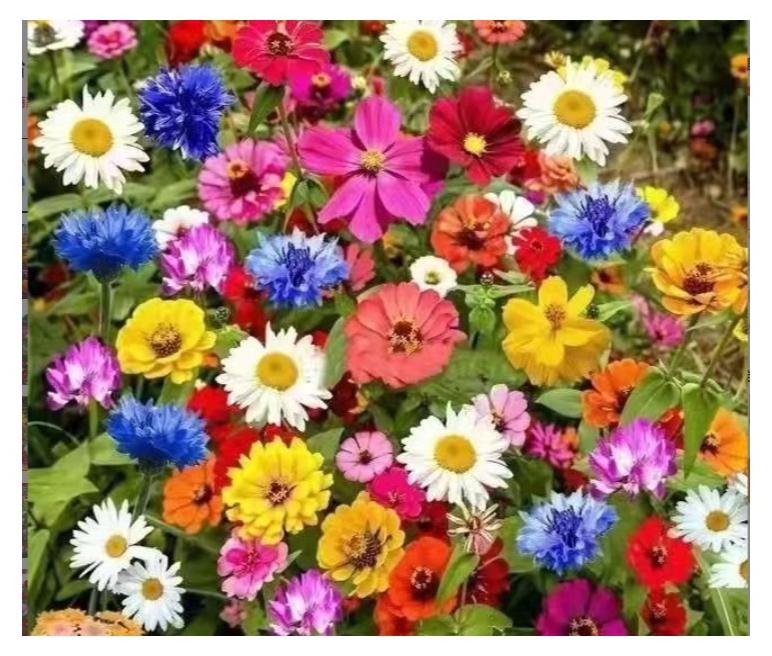 بذور زهور برية مختلطة ٤ جرام للزراعة - بذور زهور للزراعة - بذور ممتازة للمبتدئين - أفضل بذور للزراعة في الحديقة، العشب، الأماكن المغلقة، الهواء الطلق - Image 1