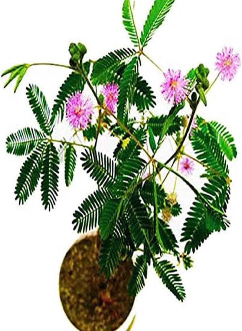 GGOOT 50Pcs Mimosa Seeds Faint Fragrance When Flowers Bloom Decorate Flower Beds and Borders Window Boxes Hanging Baskets Loved by People - Image 1
