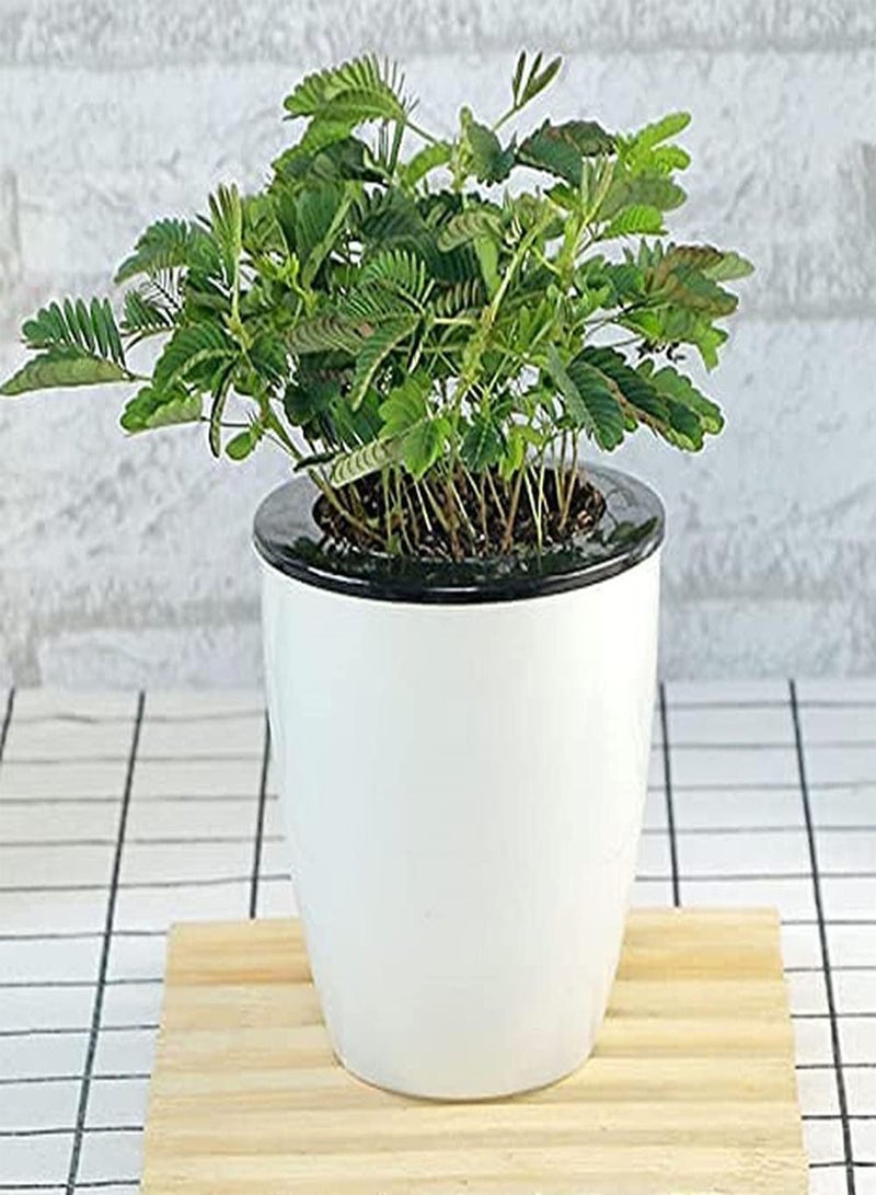 GGOOT 50Pcs Mimosa Seeds Faint Fragrance When Flowers Bloom Decorate Flower Beds and Borders Window Boxes Hanging Baskets Loved by People - Image 2