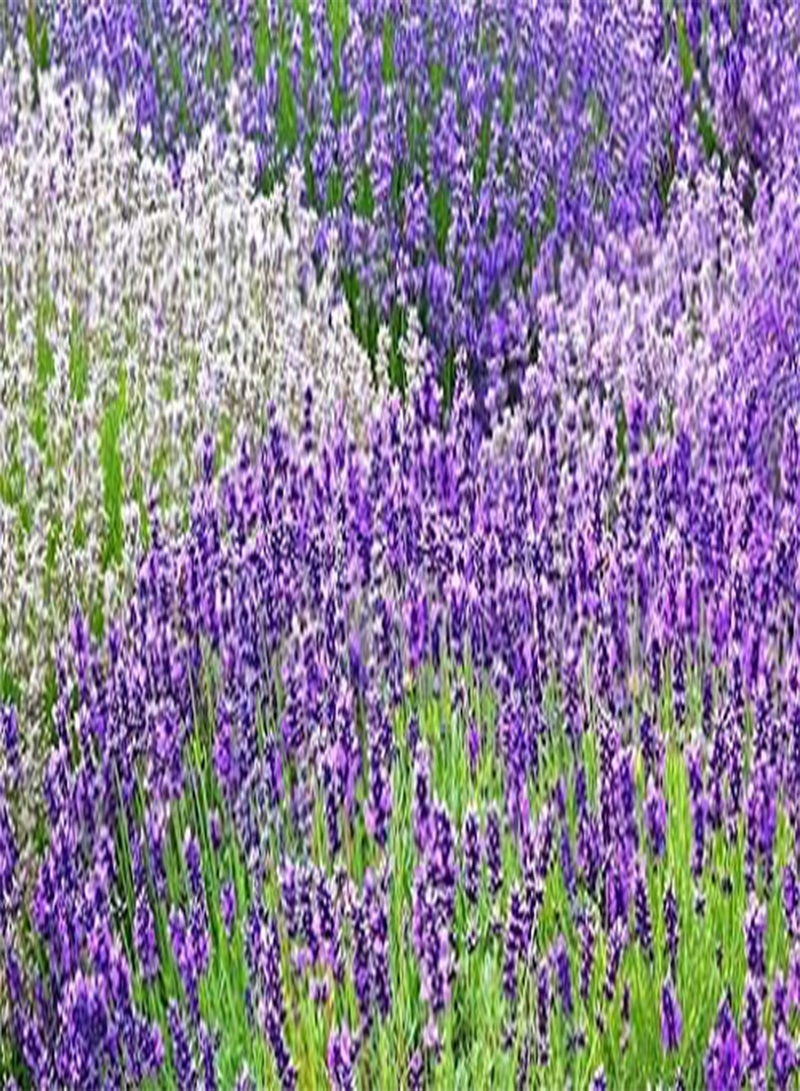 GGOOT seeds Fresh 200 pcs Lavender Balcony Flower seeds for Planting Mixed