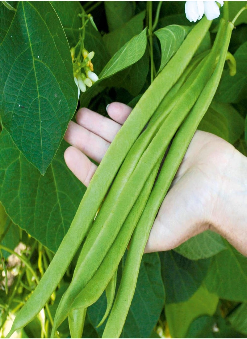 Bean (Runner) Seeds Moonlight, Vegetable Seed, approx. 35 Seeds per pack, Grow your own, Ideal for Beds and Borders
