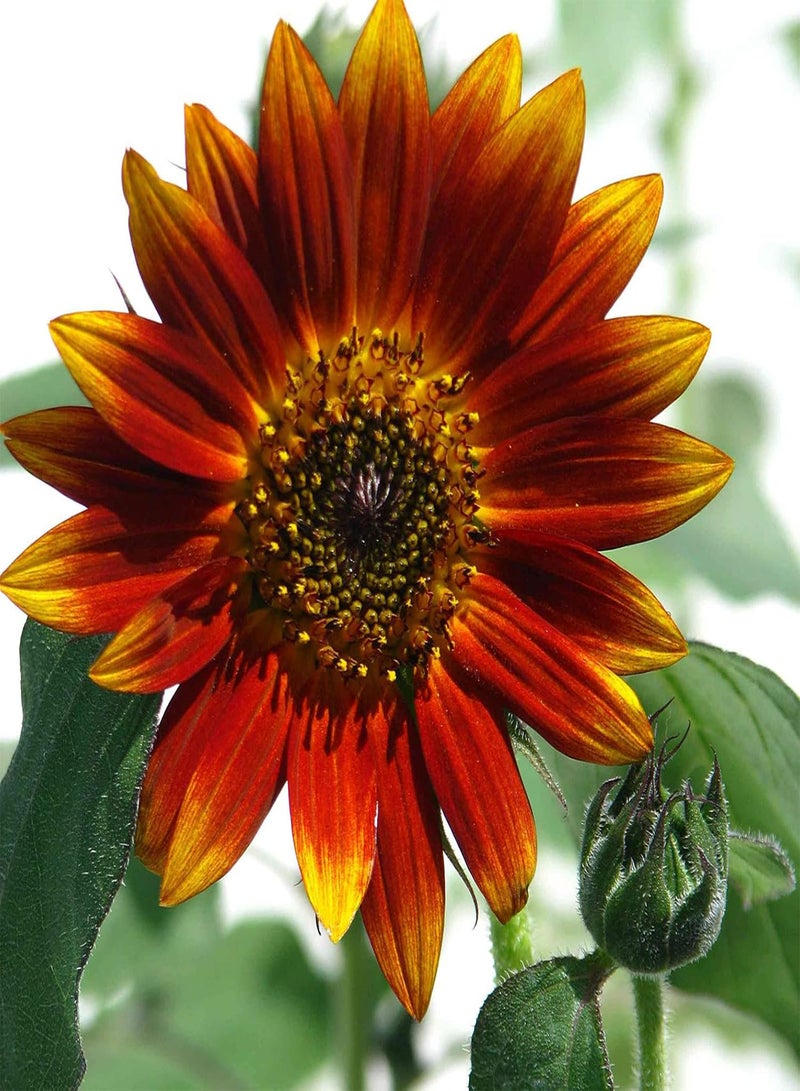 GGOOT High Germination Rate,Sun Flower,Bee Plant,Sunflower seeds-300 pcs,1