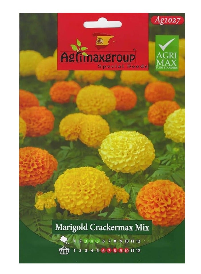Generic Marigold yellow orange mix flower seeds | Agrimax | Mixed multi pack Seeds | Heat & Drought Tolerant | Ground Cover Plant | 300 seeds 