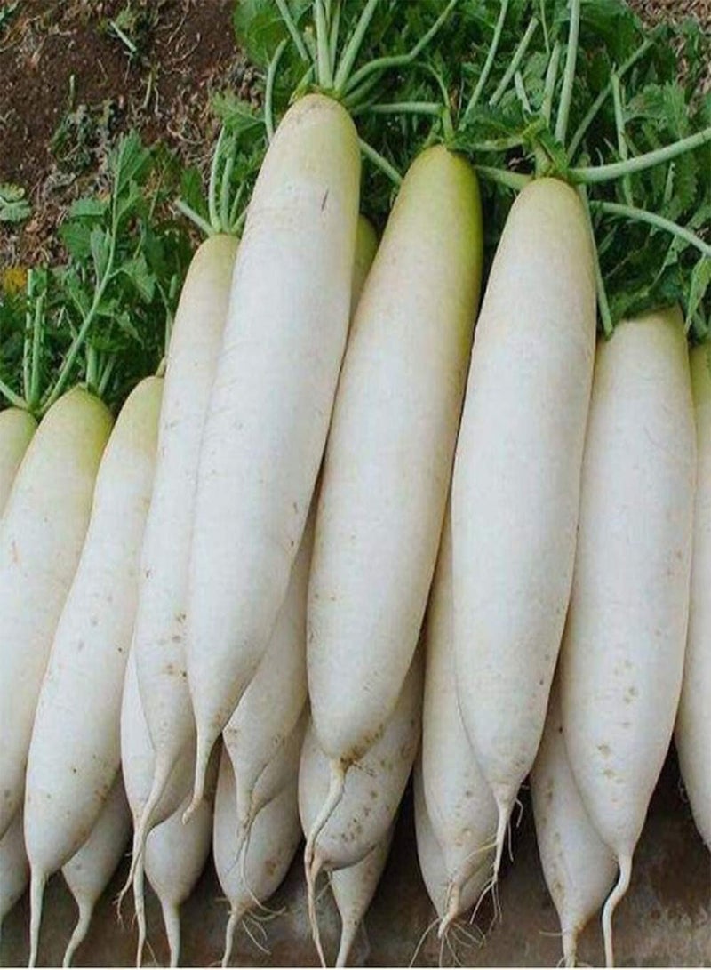 GGOOT 300pcs White Radish Seeds Health Nutrition Fresh Radishs Vegetables for Outdoor Planting Adaptable to Add Color to Your Home Garden - Image 3