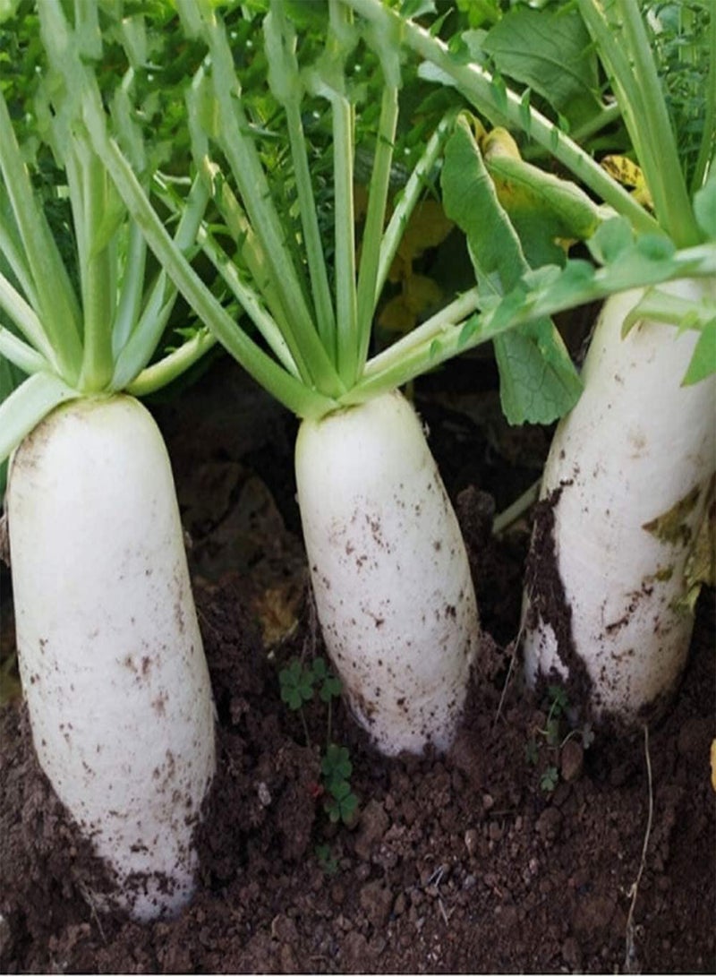 GGOOT 300pcs White Radish Seeds Health Nutrition Fresh Radishs Vegetables for Outdoor Planting Adaptable to Add Color to Your Home Garden - Image 2