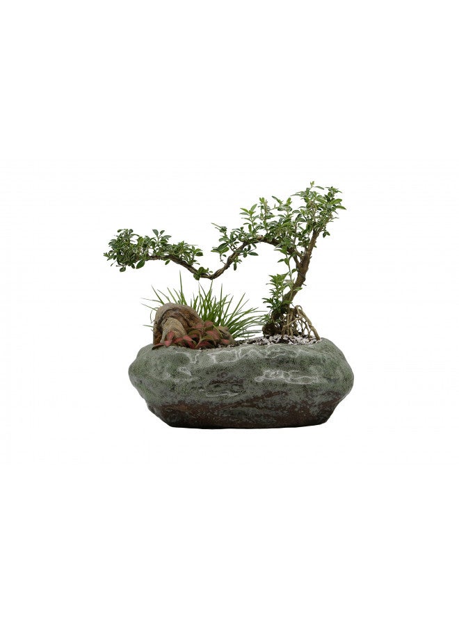 Cotta Planters وعاء لوتس بونساي، وعاء نباتات عصارية ضحل، وعاء سمكة ذهبية، سيراميك فاخر مع طلاء نحاسي مزخرف - Image 1