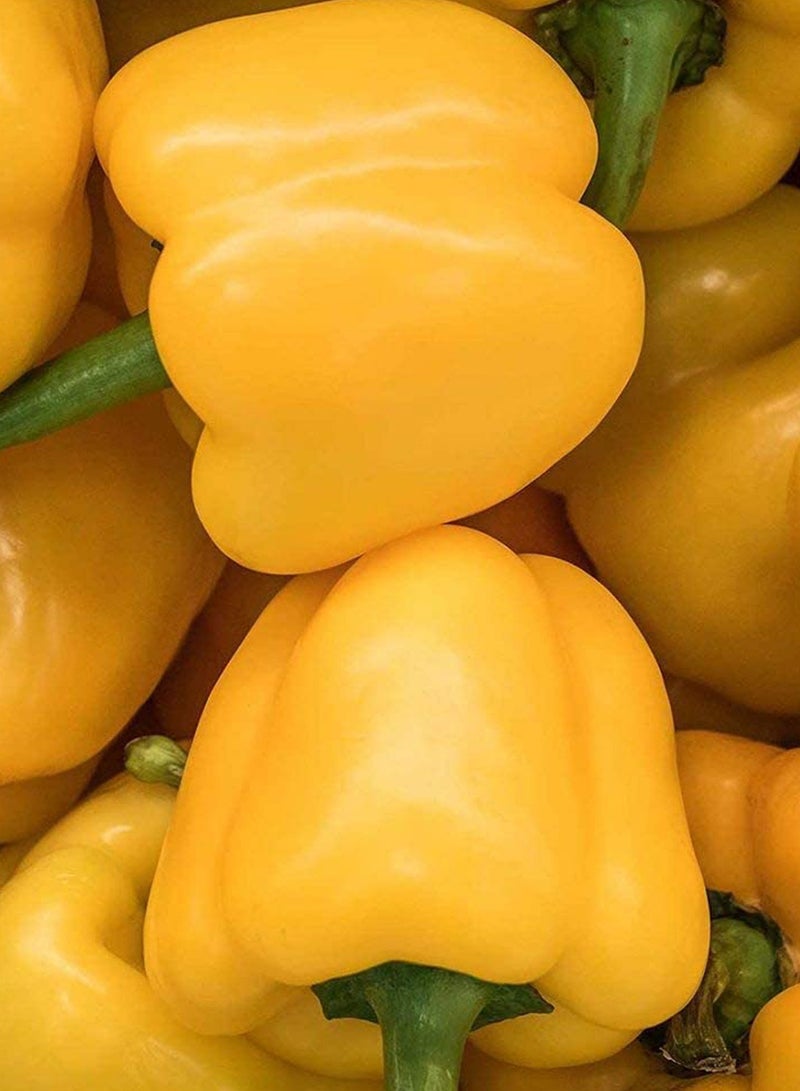 GGOOT 100pcs Bell Pepper Seeds Orange Bell Pepper Green Vegetables Can Be Harvested for Many  - Image 3
