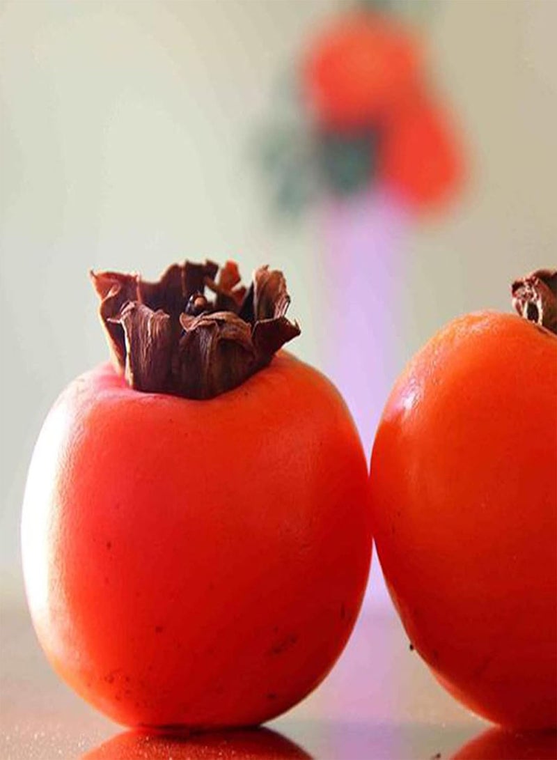 GGOOT Plant Seed 30Pcs/Bag Fruit Seeds Delicious Easy to Plant Non-GMO Persimmon Plant Flower Seeds for Outdoor - Persimmon Seeds - Image 4