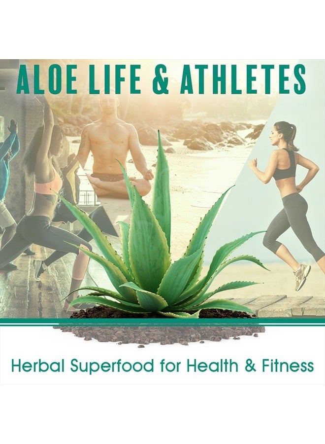 Aloe Life Whole Leaf Aloe Vera Juice Concentrate, Soothing Relief for Indigestion, Antioxidant Catalyst, Supports Energy & Wellness, Certified Organic Aloe Leaves, Gluten-Free (Orange Papaya, 16 oz) - Image 2