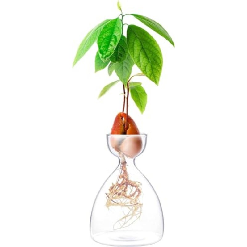Seed Sprout Starter Vase Avocado Tree Growing Kit Glass Garden Seed Starter Planter Pot Germination Vase for Dry Seed Starting Easy-to-Use Indoor Planting Vase for Adults Families - Image 1