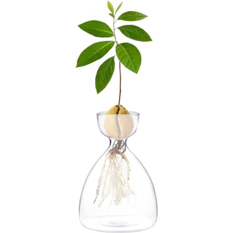 Seed Sprout Starter Vase Avocado Tree Growing Kit Glass Garden Seed Starter Planter Pot Germination Vase for Dry Seed Starting Easy-to-Use Indoor Planting Vase for Adults Families - Image 3