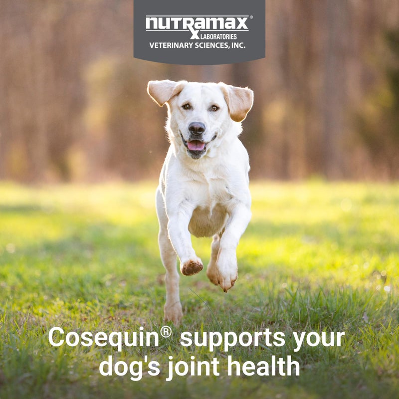 Nutramax Laboratories COSEQUIN Maximum Strength Joint Supplement Plus MSM & Omega-3's - With Glucosamine and Chondroitin - For Dogs of All Sizes (Soft Chews) - Image 3