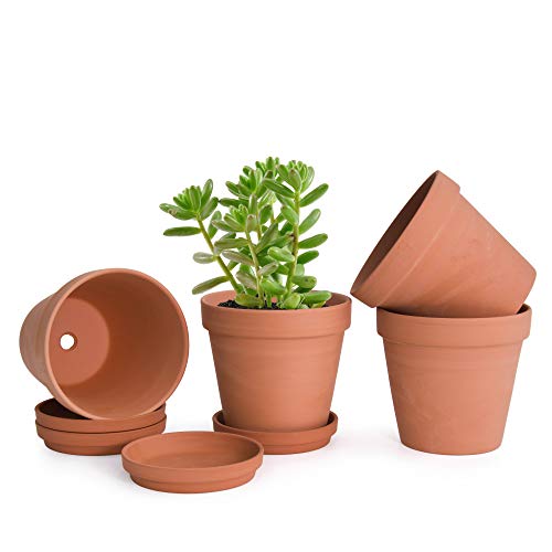 D'vine Dev Terracotta Pots Set, 6-Inch Terra Cotta Pots with Saucers & Tray, Ideal for Plants & Succulents - Image 1