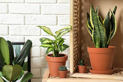 D'vine Dev Terracotta Pots Set, 6-Inch Terra Cotta Pots with Saucers & Tray, Ideal for Plants & Succulents - Image 3