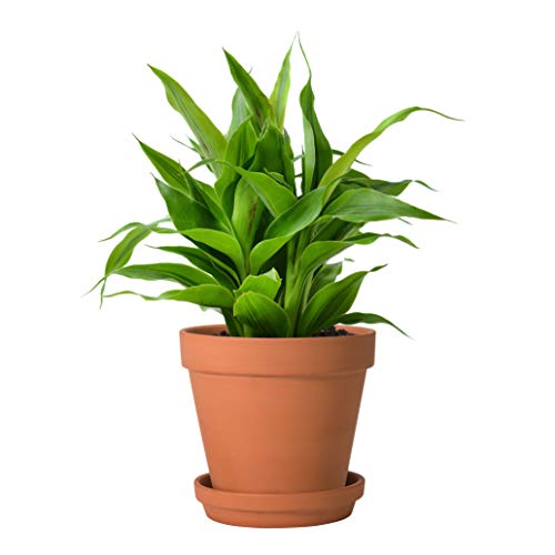 D'vine Dev Terracotta Pots Set, 6-Inch Terra Cotta Pots with Saucers & Tray, Ideal for Plants & Succulents - Image 2