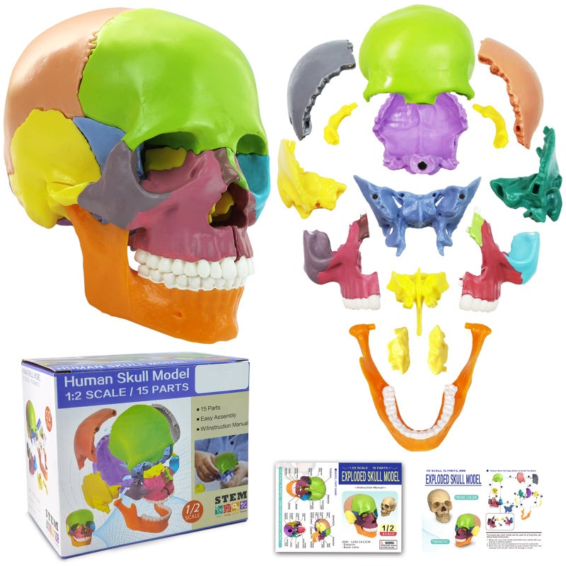 NEW HORIZON New Anatomy Skull Model 15 Parts Human Anatomy Exploded Skull Detachable PalmSized Mini Human Color Medical Skull ModelMedical Dental Clinic Teaching EquipmentLearning with Color Study Manual - Image 3