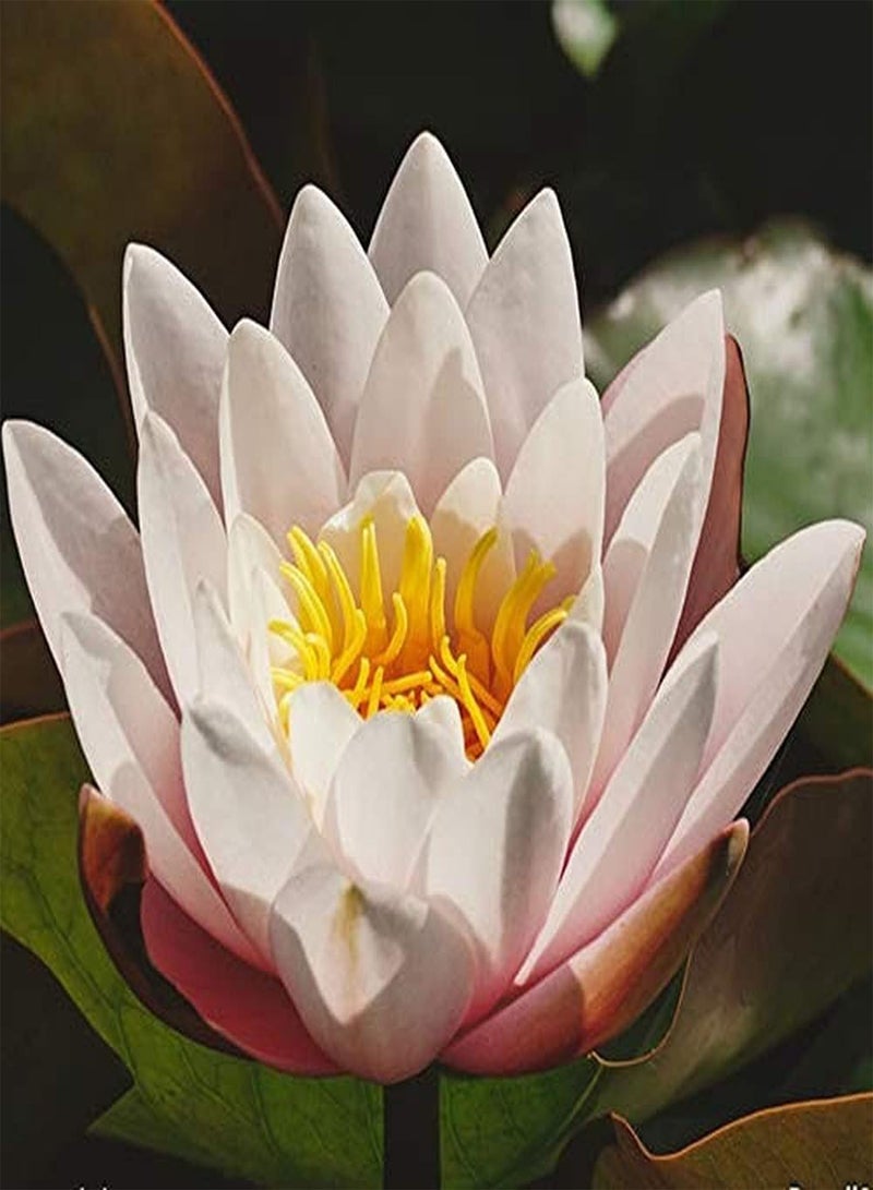 GGOOT 10pcs Lotus Seeds  - Image 1