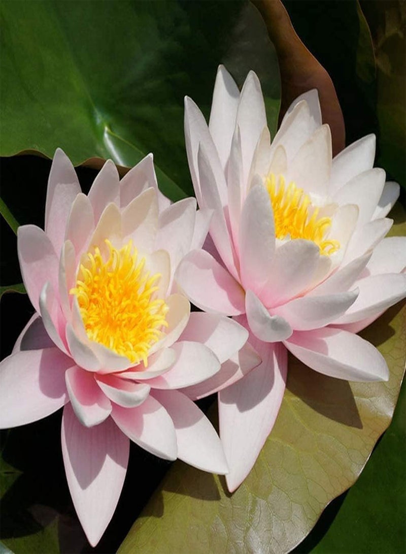 GGOOT 10pcs Lotus Seeds  - Image 3