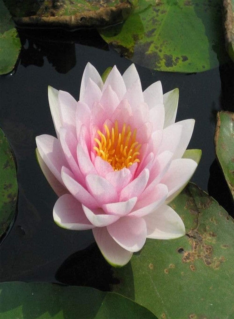 GGOOT 10pcs Lotus Seeds  - Image 4