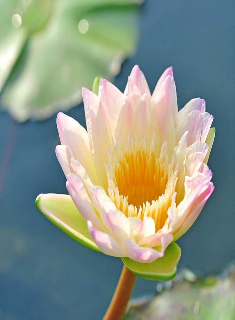 GGOOT 10pcs Lotus Seeds  - Image 2
