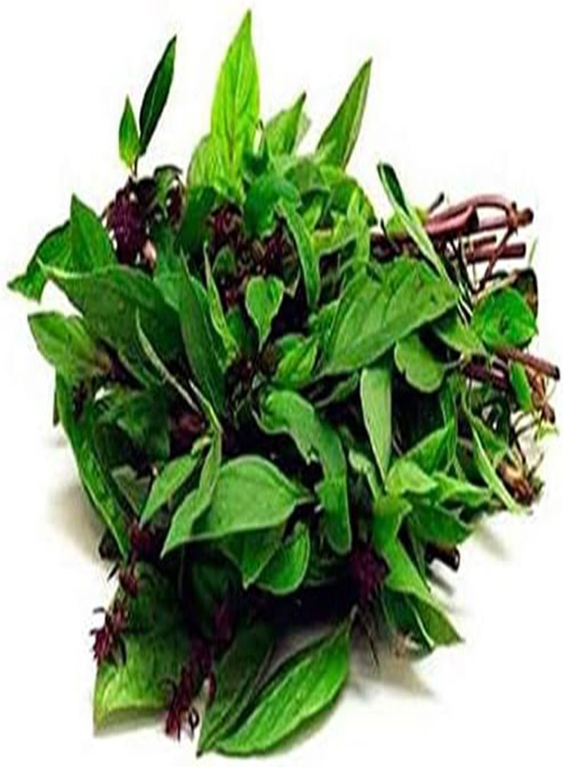 جي جوت 100 قطعة من بذور الريحان للفناء، أعشاب عطرية نادرة، غير معدلة وراثيًا، بذور تراثية للزراعة في الحديقة الداخلية والخارجية، عالية الغلة، نمو سريع - Image 3