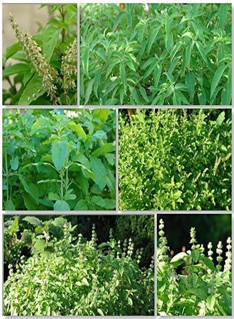 جي جوت 100 قطعة من بذور الريحان للفناء، أعشاب عطرية نادرة، غير معدلة وراثيًا، بذور تراثية للزراعة في الحديقة الداخلية والخارجية، عالية الغلة، نمو سريع - Image 1