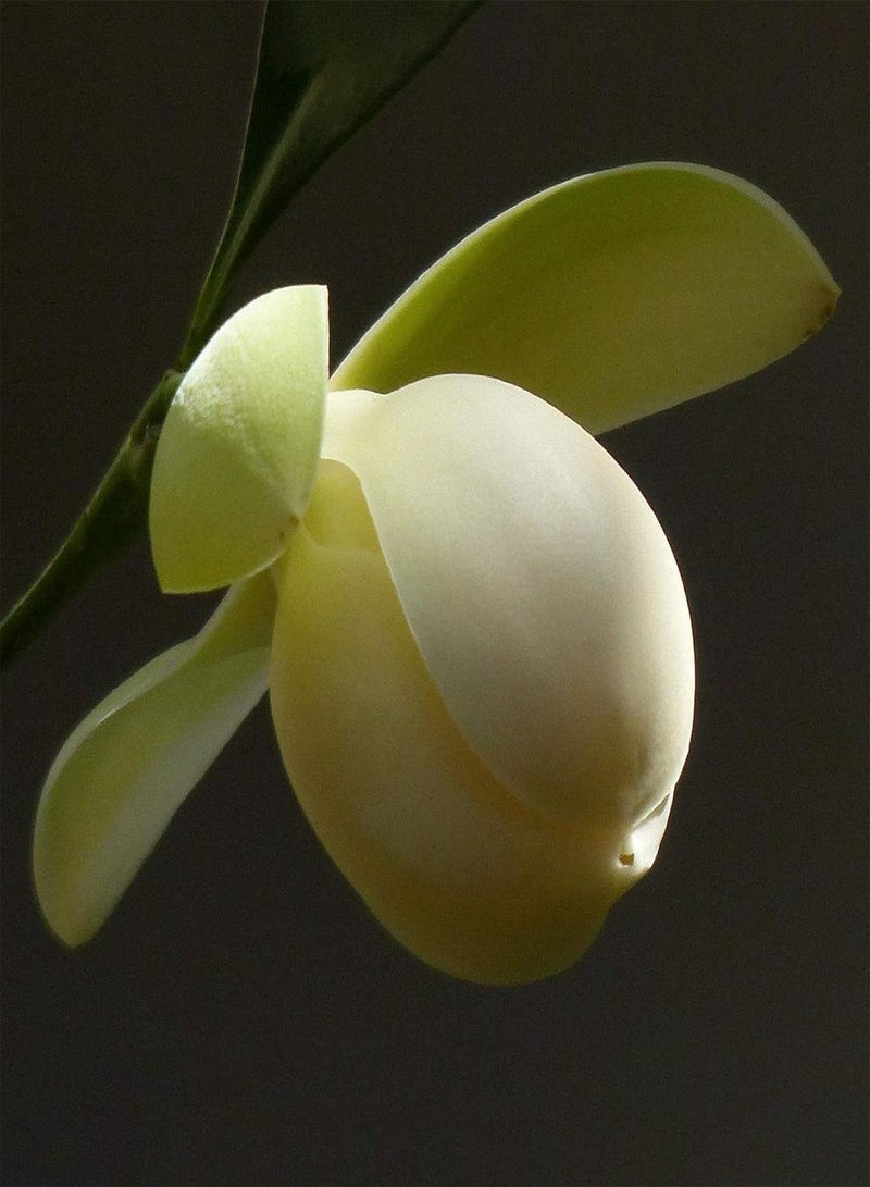 GGOOT 20Pcs/Bag Floral Seeds, Quick Germination Non GMO Shade Tolerant Magnolia-Coco Garden Bonsai Seeds for Outdoor Magnolia Coco Seeds - Image 4