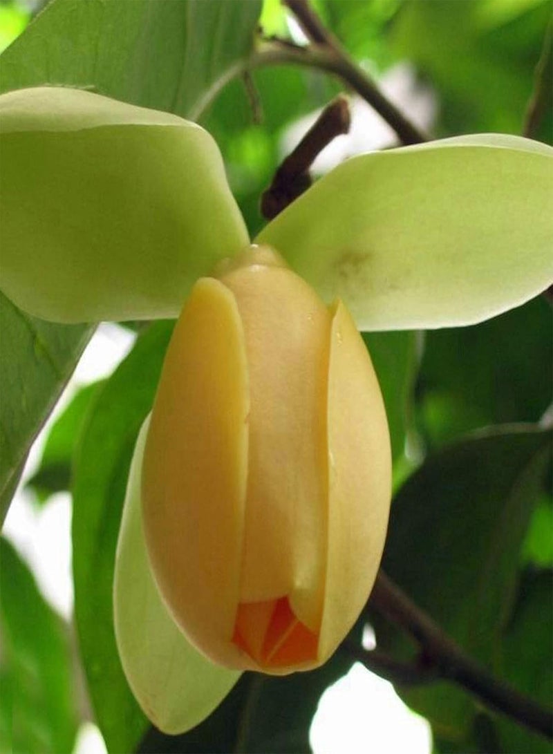 GGOOT 20Pcs/Bag Floral Seeds, Quick Germination Non GMO Shade Tolerant Magnolia-Coco Garden Bonsai Seeds for Outdoor Magnolia Coco Seeds - Image 3