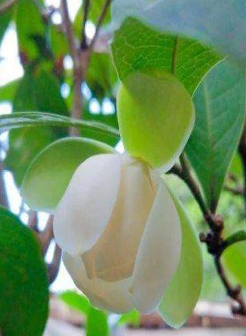 GGOOT 20Pcs/Bag Floral Seeds, Quick Germination Non GMO Shade Tolerant Magnolia-Coco Garden Bonsai Seeds for Outdoor Magnolia Coco Seeds - Image 5