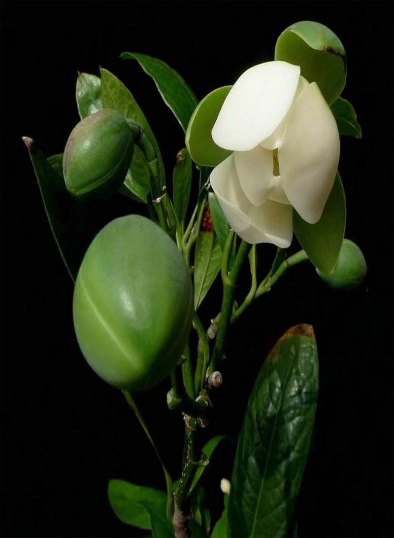 GGOOT 20Pcs/Bag Floral Seeds, Quick Germination Non GMO Shade Tolerant Magnolia-Coco Garden Bonsai Seeds for Outdoor Magnolia Coco Seeds - Image 2