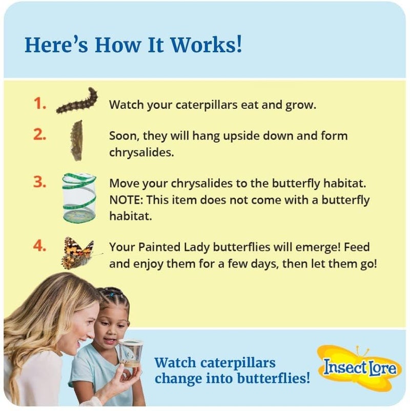 Insect Lore حشرات لور كوبين من اليرقات الحية مع تماثيل دورة حياة الفراشة | موطن الفراشة أو إعادة تعبئة المجموعة | فراشات السيدة المطلية - Image 2