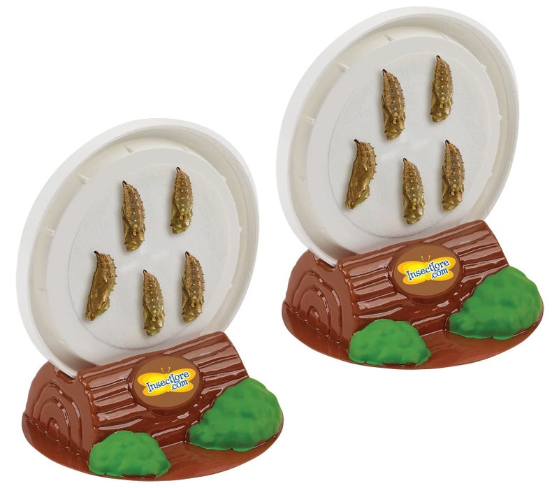 Insect Lore حشرات لور كوبين من اليرقات الحية مع تماثيل دورة حياة الفراشة | موطن الفراشة أو إعادة تعبئة المجموعة | فراشات السيدة المطلية - Image 3