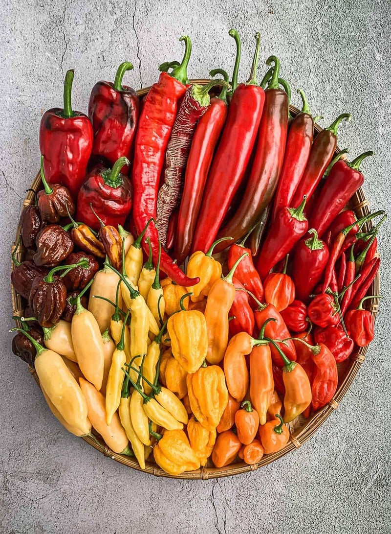 GGOOT Ultra Hot Mix Peppers -Chili Mix- Hot Pepper -> 100 Seeds - Image 5
