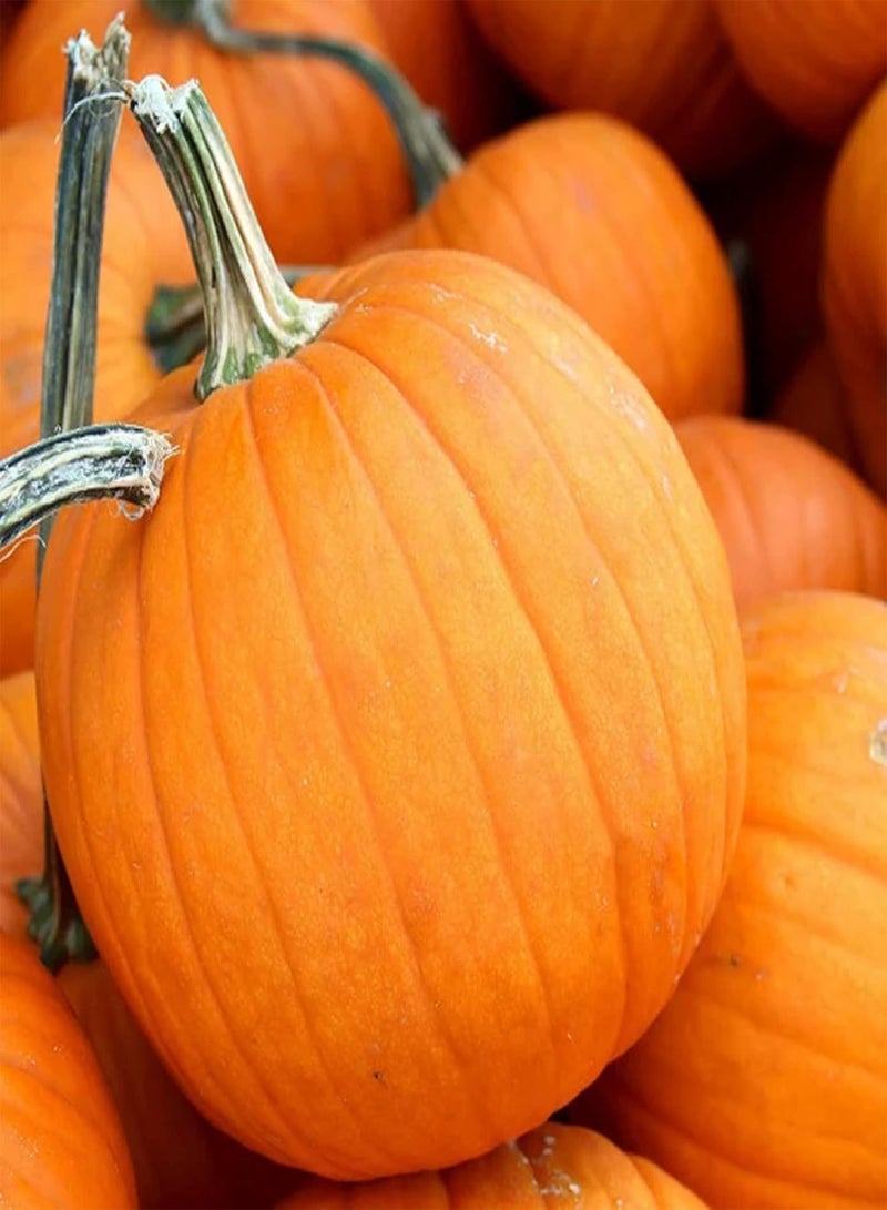 جي جوت قرع سكر صغير، بذور قرع سكر، 25 بذرة، خضروات صحية غير معدلة وراثيًا، نباتات لذيذة، أدوات بقاء، بذور طعام - Image 2