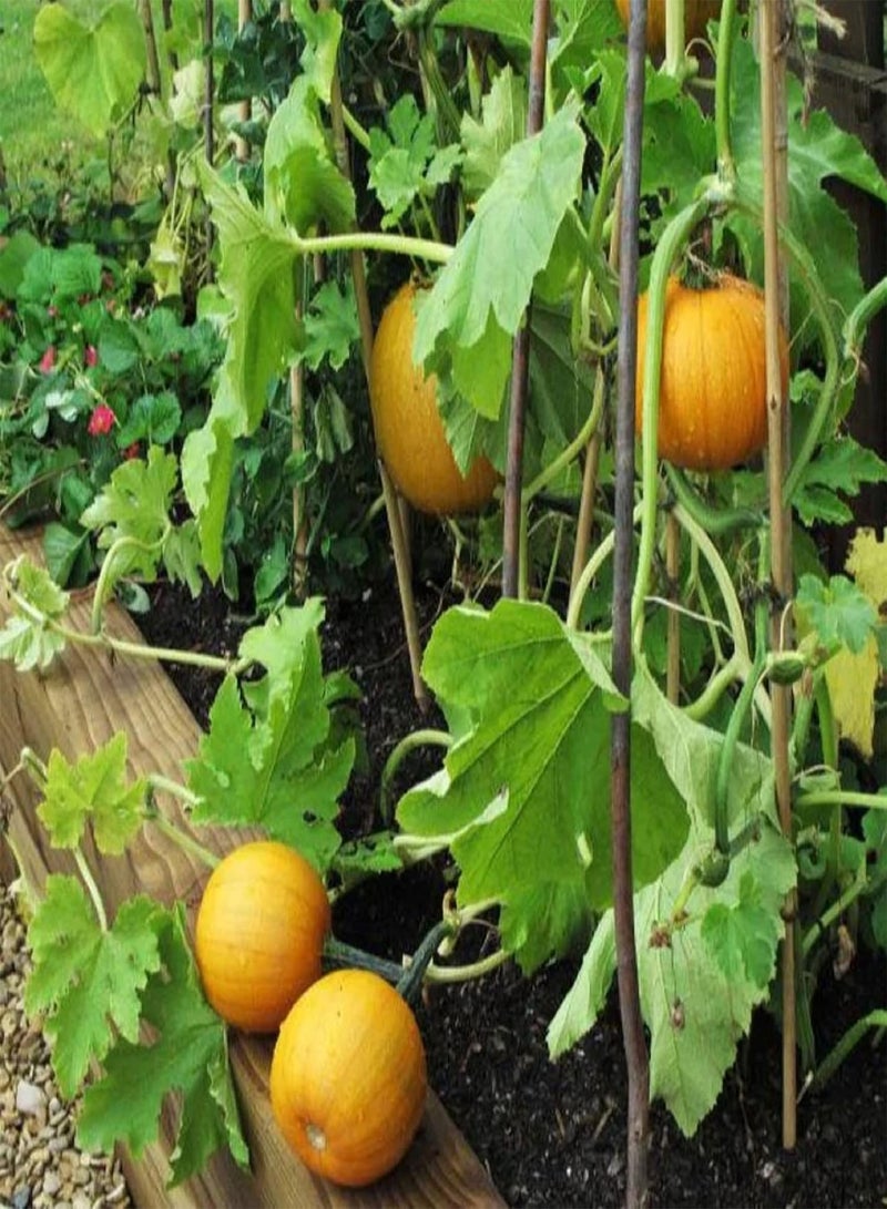 جي جوت قرع سكر صغير، بذور قرع سكر، 25 بذرة، خضروات صحية غير معدلة وراثيًا، نباتات لذيذة، أدوات بقاء، بذور طعام - Image 4