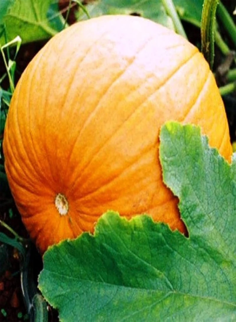 جي جوت قرع سكر صغير، بذور قرع سكر، 25 بذرة، خضروات صحية غير معدلة وراثيًا، نباتات لذيذة، أدوات بقاء، بذور طعام - Image 3