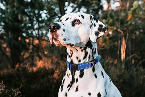Rogz Reflective Dog Collar for Large Dogs Adjustable from 1322 inches Turquoise - Image 3